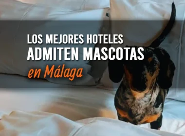 hoteles-mascotas-malaga