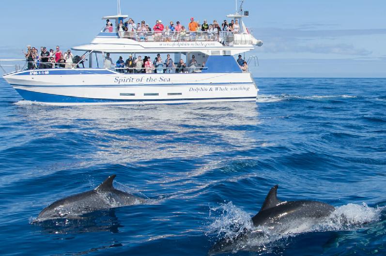 Avistamiento de cetaceos