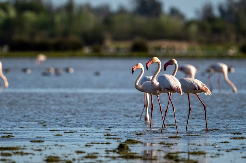 Parque nacional de Doñana