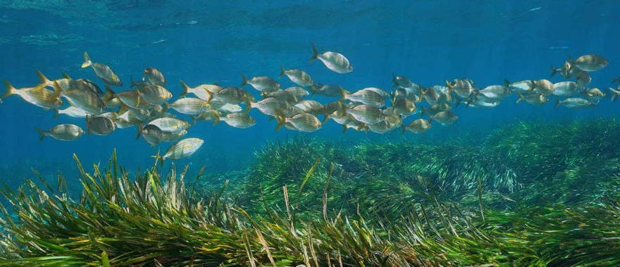 Snorkel en Cabo de Gata
