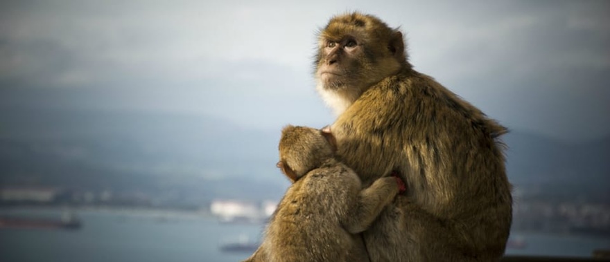 Excursión a Gibraltar desde Sevilla Foto galería 3