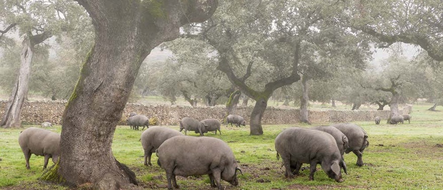 Ruta del jamón ibérico por la Sierra de Aracena