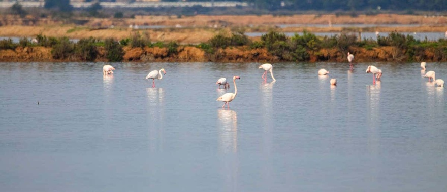 Paseo en barco por la ría de Huelva al atardecer Foto galería 3