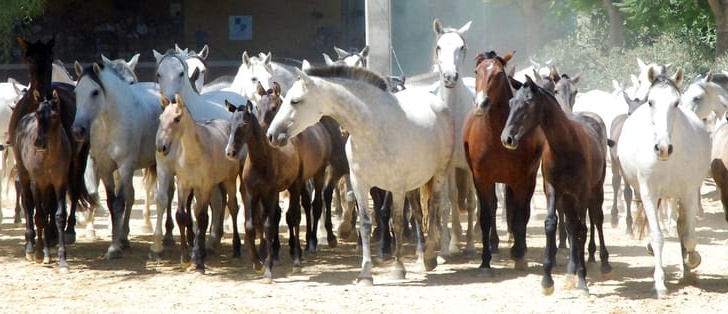 Visita a la yeguada de la Cartuja Hierro del Bocado