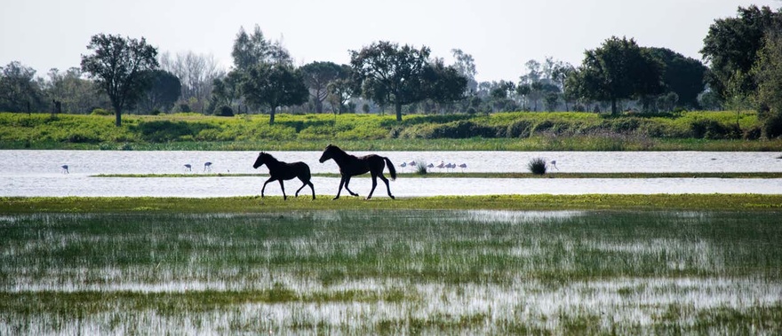 Visita guiada por el Parque Nacional de Doñana