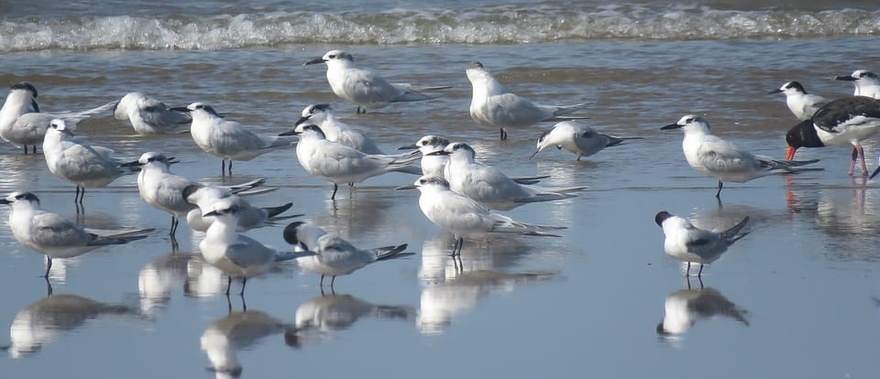 Visita guiada por el Parque Nacional de Doñana Foto galería 2