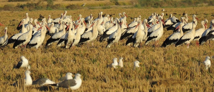 Visita guiada por el Parque Nacional de Doñana Foto galería 3