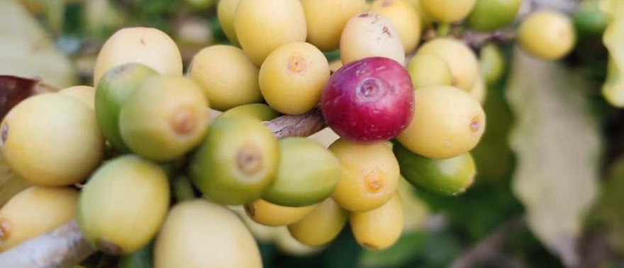 Visita a una finca de café y frutas tropicales Foto galería 1