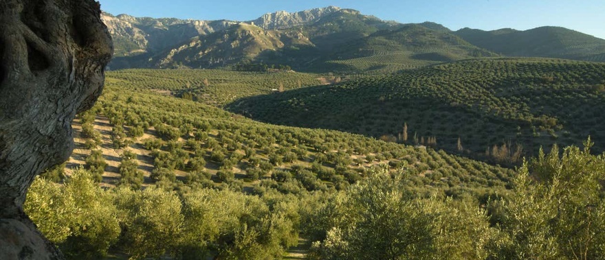 Visita a un olivar y una almazara + Cata de aceites Foto galería 2