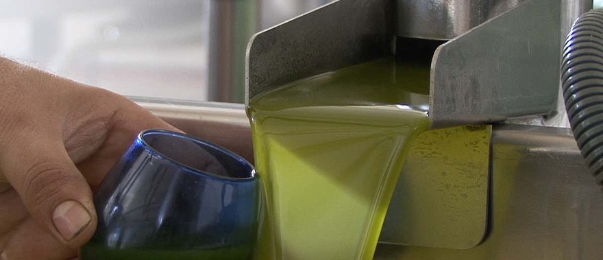 Visita a un olivar y una almazara + Cata de aceites