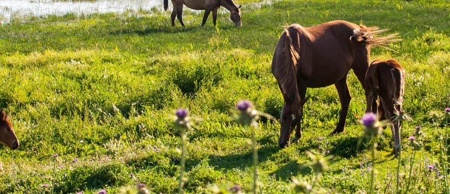 Paseo a caballo por Doñana desde Mazagón Foto galería 4