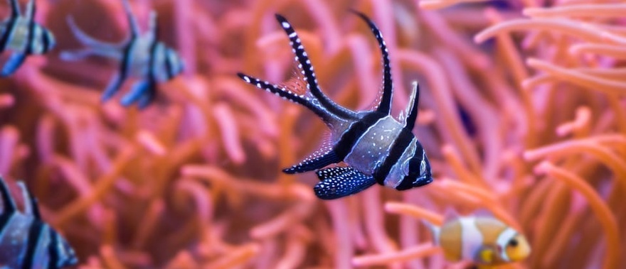Entrada al Acuario de Sevilla Foto galería 1