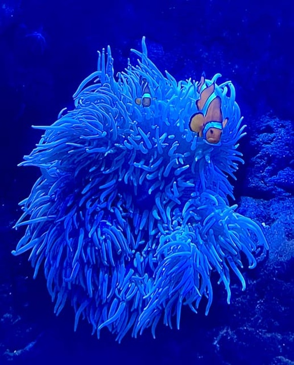 Entrada al Acuario de Sevilla Foto galería 3