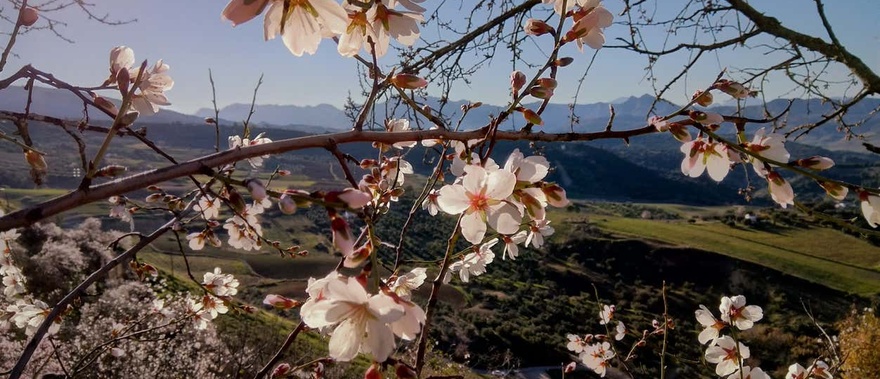 Excursión a los pueblos blancos y Ronda desde Sevilla Foto galería 4