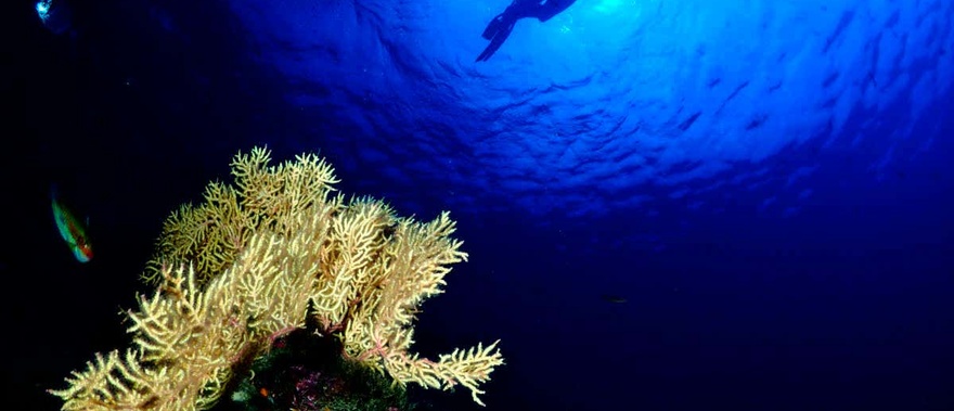 Bautismo de buceo en Almuñécar Foto galería 2