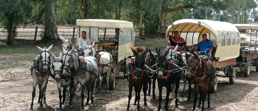 Paseo en coche de caballos por Doñana y El Rocío Foto galería 1