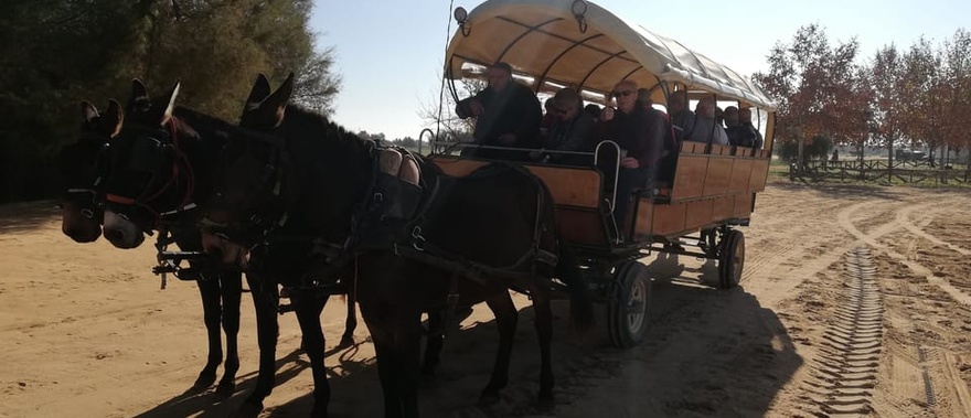 Paseo en coche de caballos por Doñana y El Rocío Foto galería 3