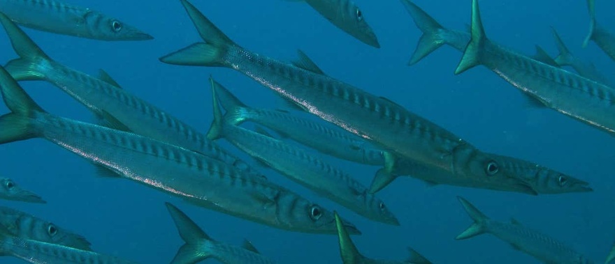 Bautismo de buceo en Las Negras Foto galería 3