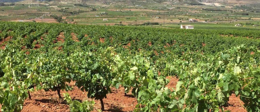 Visita al Cortijo El Cura + Cata de vinos Foto galería 3