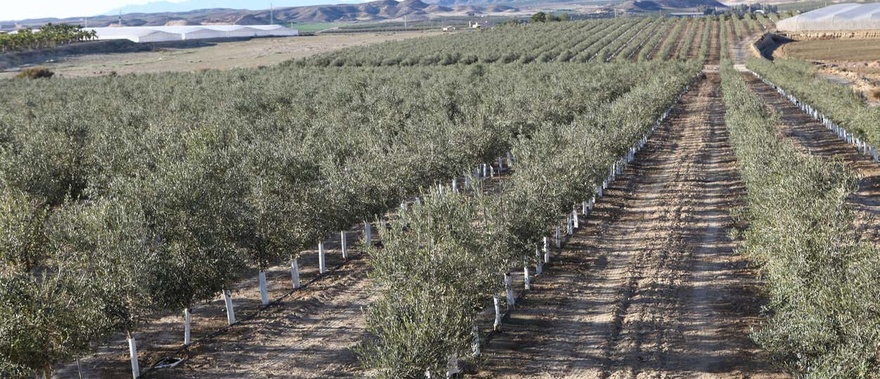 Visita a la finca Oleo Almanzora con degustación de aceite Foto galería 1