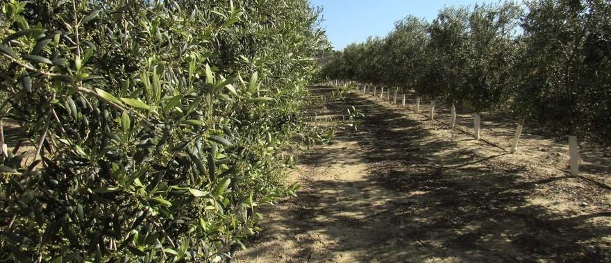 Visita a la finca Oleo Almanzora con degustación de aceite Foto galería 2