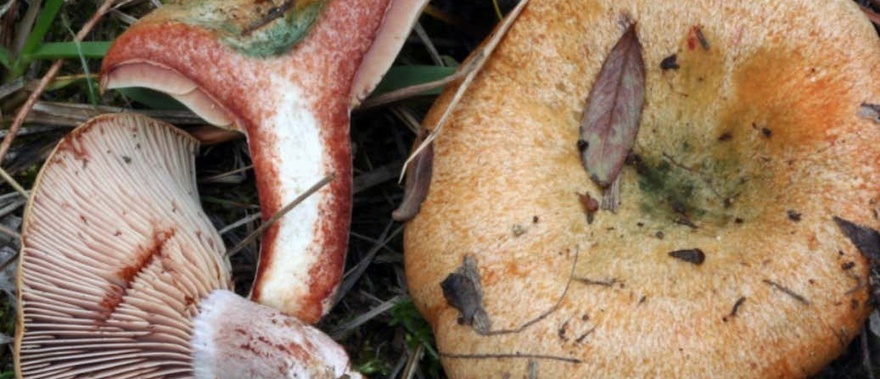 Recogida de setas en Alájar Foto galería 4