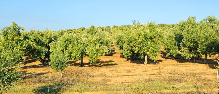 Visita a la finca Herriza de La Lobilla + Cata de aceites Foto galería 1