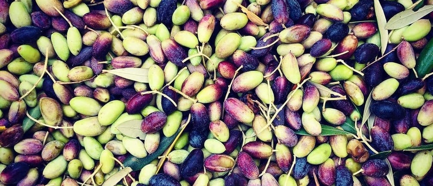 Visita a la finca Herriza de La Lobilla + Cata de aceites Foto galería 4