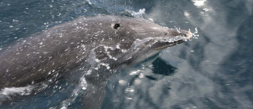 Paseo en catamarán con avistamiento de delfines Foto galería 4