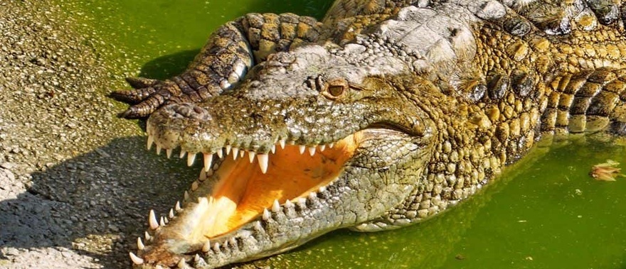 Entrada a Crocodile Park de Torremolinos