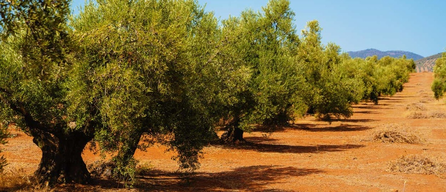 Visita a un olivar + Cata de aceite Foto galería 1