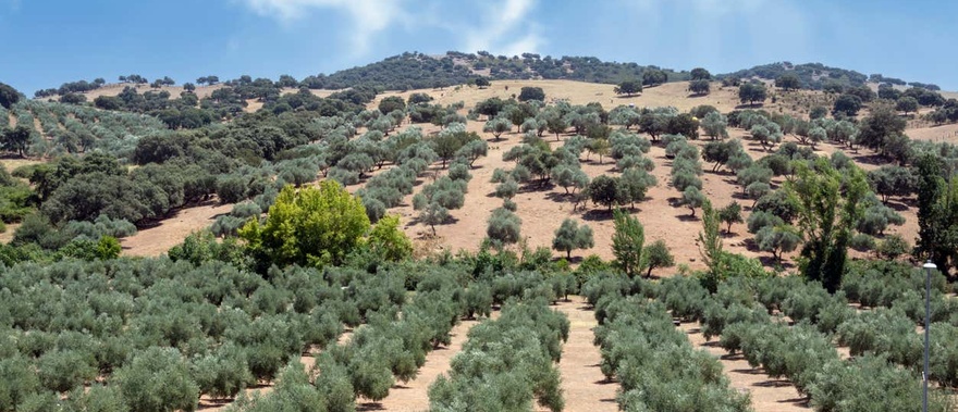 Visita a un olivar + Cata de aceite Foto galería 2