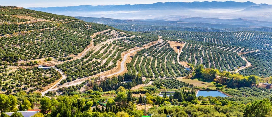 Visita a un olivar + Cata de aceite Foto galería 3