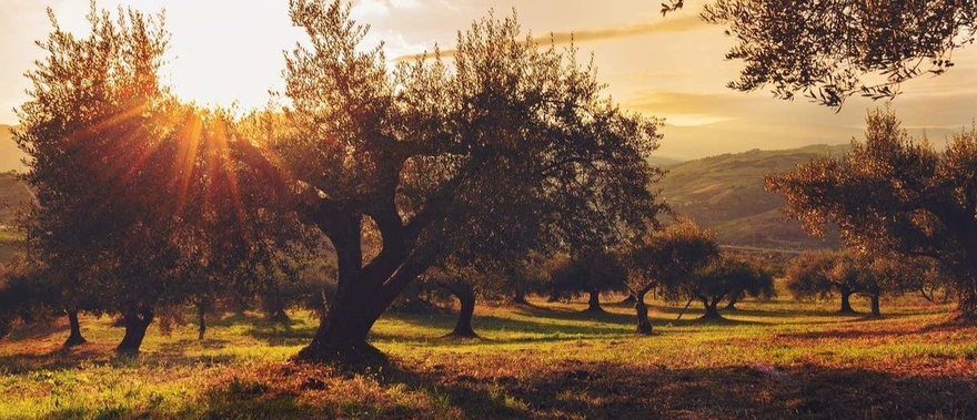 Visita a un olivar + Cata de aceite