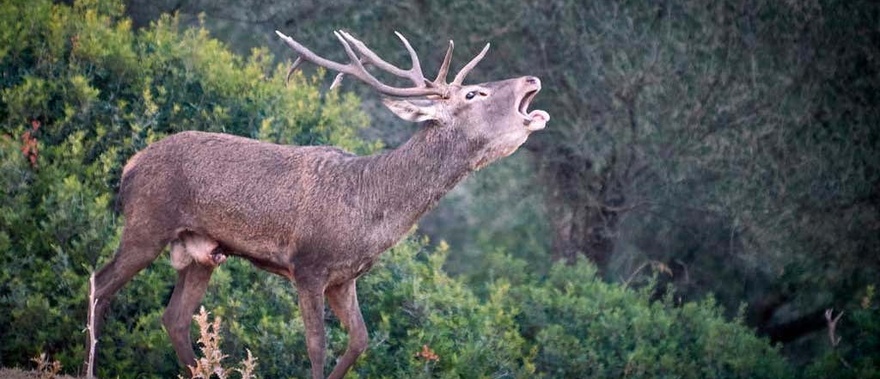 Tour por el Parque de las Sierras de Cazorla, Segura y Las Villas Foto galería 4