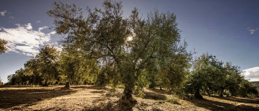 Visita al museo del Olivar Foto galería 1