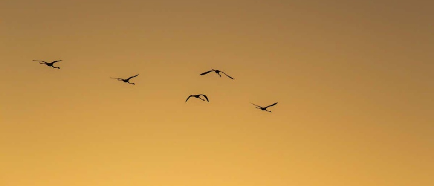 Paseo en barco por las marismas del Odiel al atardecer Foto galería 2