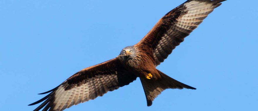 Avistamiento de aves en la Sierra de Aracena Foto galería 2