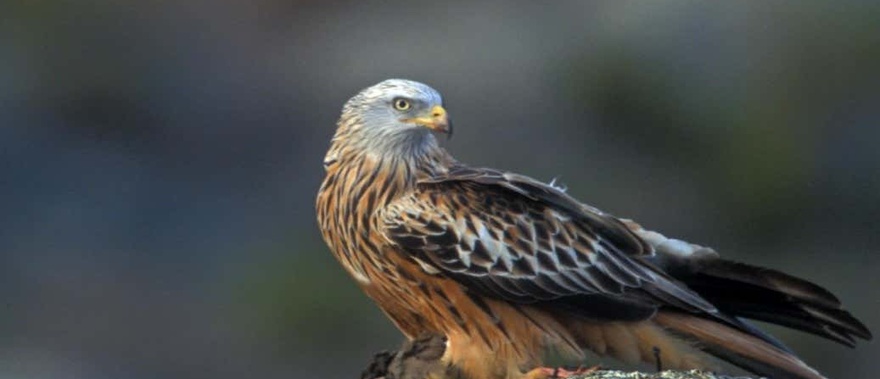 Avistamiento de aves en la Sierra de Aracena