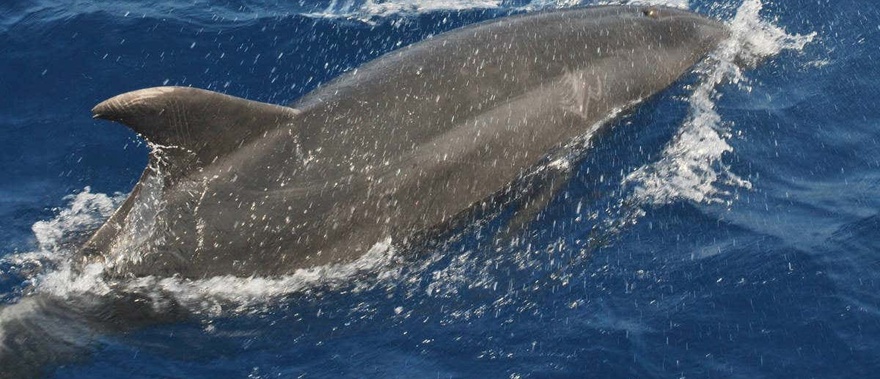 Avistamiento de delfines en Benalmádena Foto galería 2