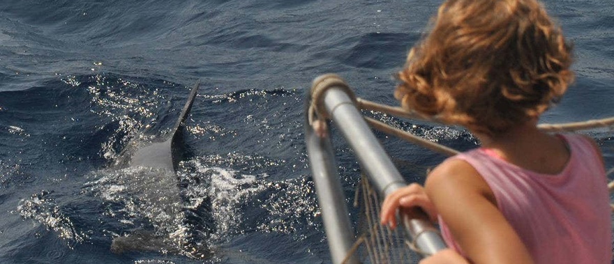 Avistamiento de delfines en Benalmádena Foto galería 3