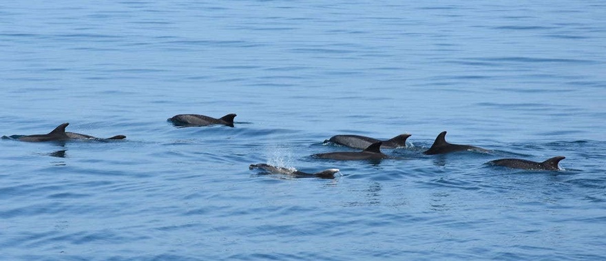 Avistamiento de delfines en Benalmádena Foto galería 4