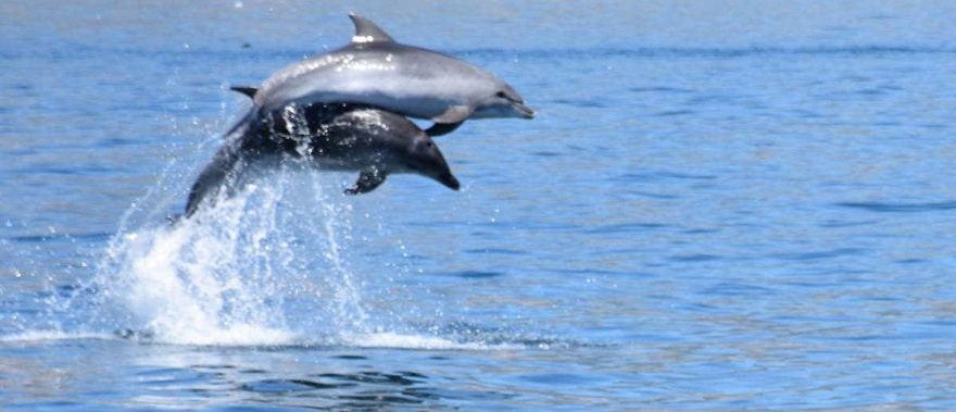 Avistamiento de delfines en Benalmádena