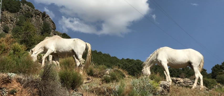 Excursión de safari en un vehículo 4x4 a Sierra Nevada Foto galería 4