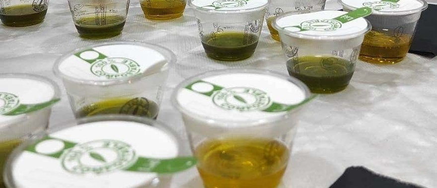 Cata de aceite de oliva en Villacarrillo