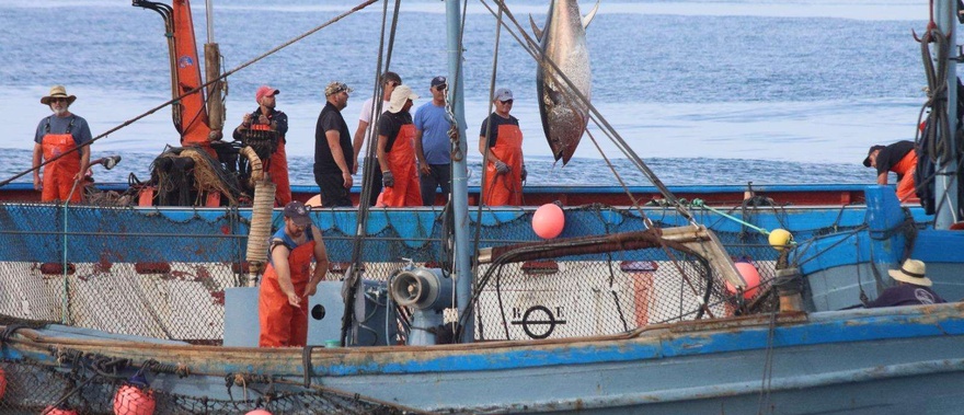 Boat tour to Almadraba de Conil (bluefin tuna fishing)