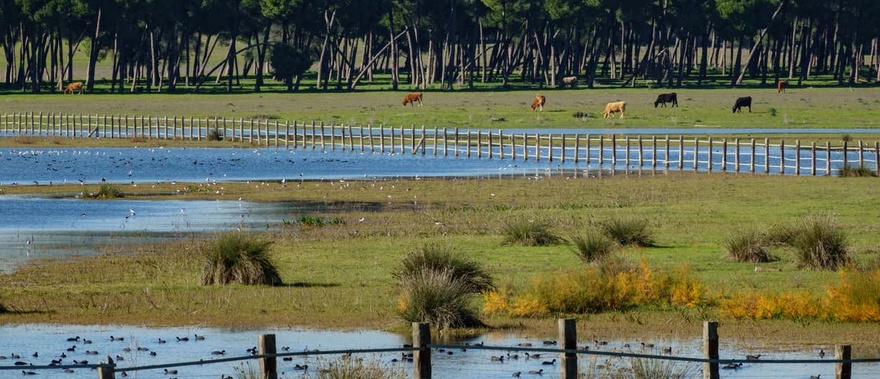 Tour en 4x4 por el Parque Nacional de Doñana