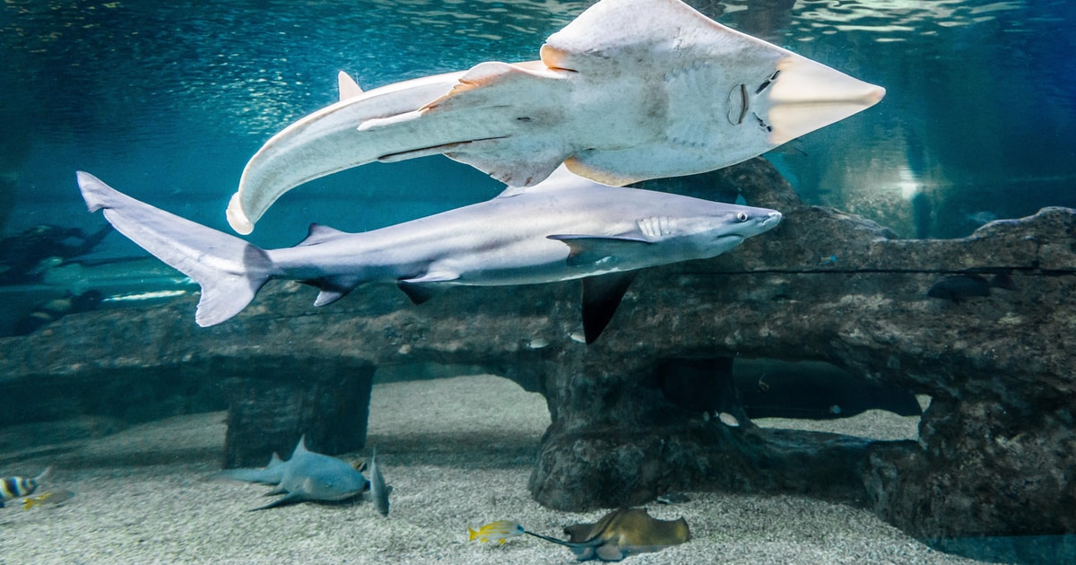 Almeria aquarium costa de almeria ticket de entrada