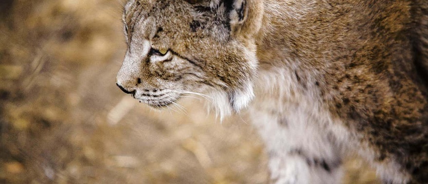 Excursión al parque nacional de Doñana desde Sevilla Foto galería 1