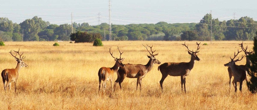 Excursión al parque nacional de Doñana desde Sevilla Foto galería 3